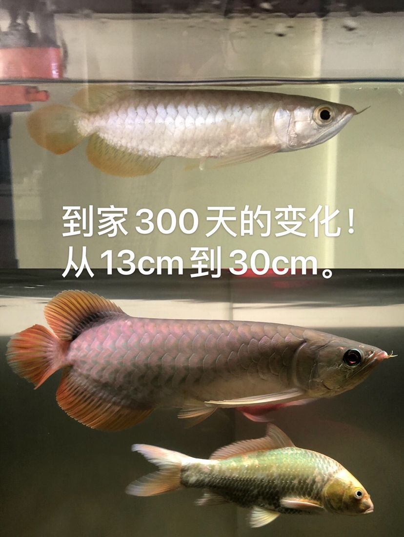 300天的變化 飛鳳魚