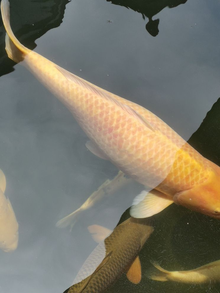 鐵嶺水族館近幾天出現(xiàn)這種情況求助大神幫忙指點(diǎn)