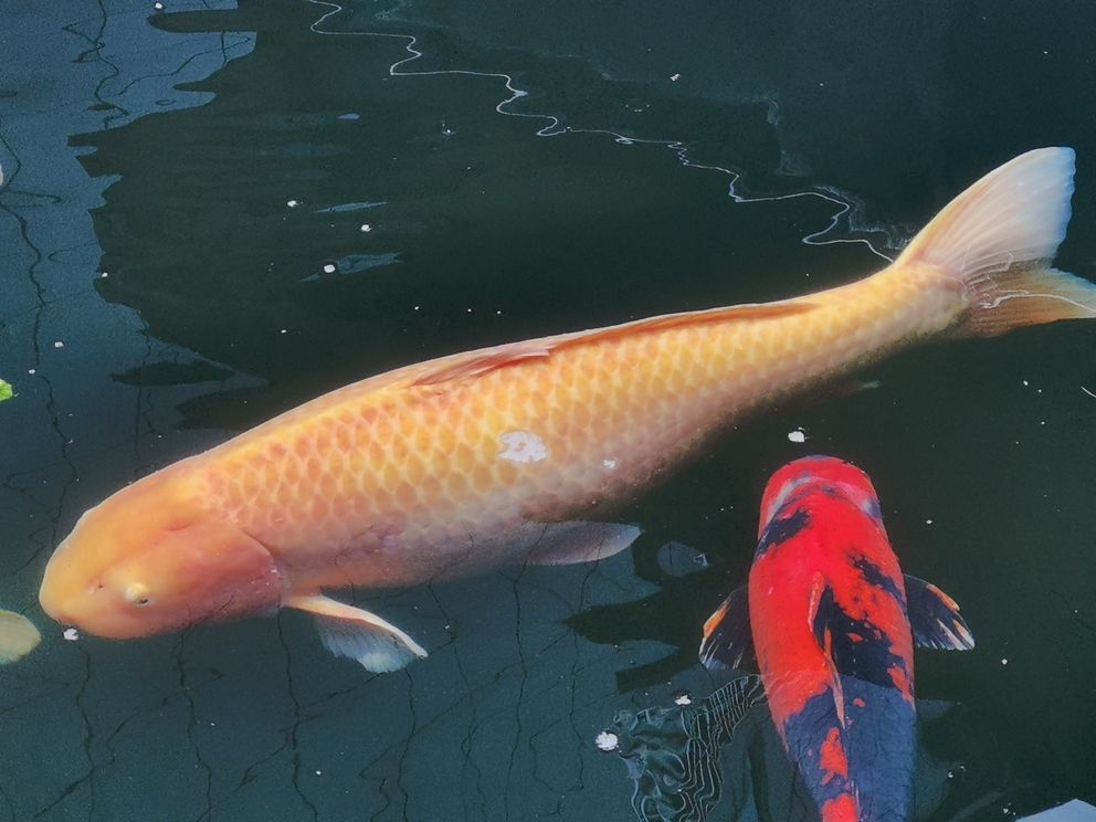 鐵嶺水族館近幾天出現(xiàn)這種情況求助大神幫忙指點(diǎn)