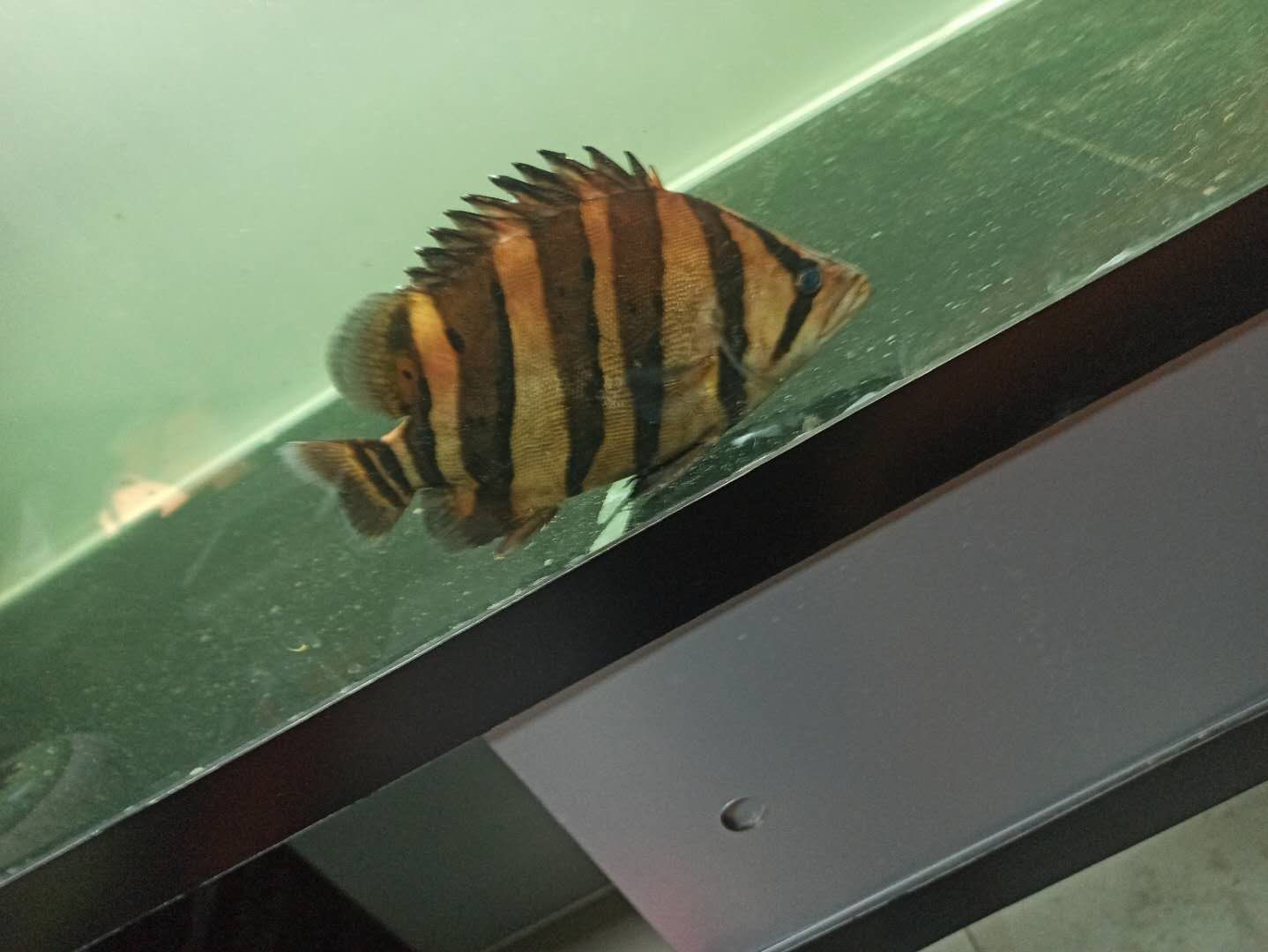 南京水族館玩虎的大手子們進來看看 黃吉金龍（白子金龍魚） 第1張