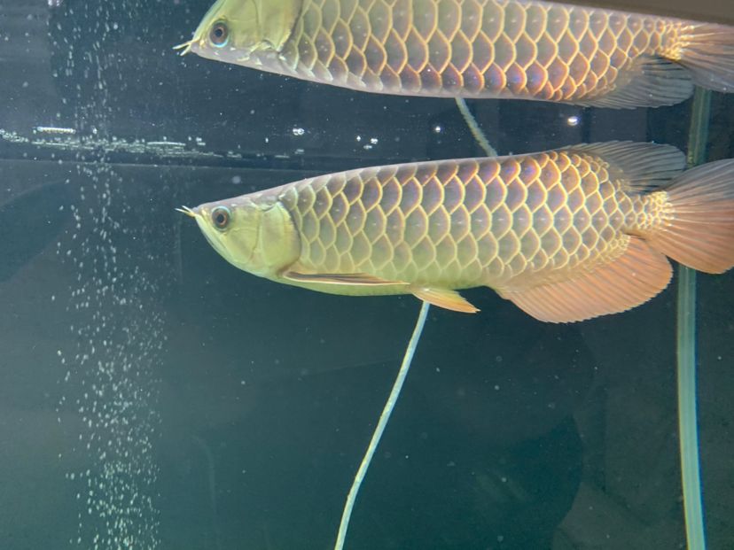 大神幫忙看看我這條魚怎么樣 祥龍赫舞紅龍魚 第2張