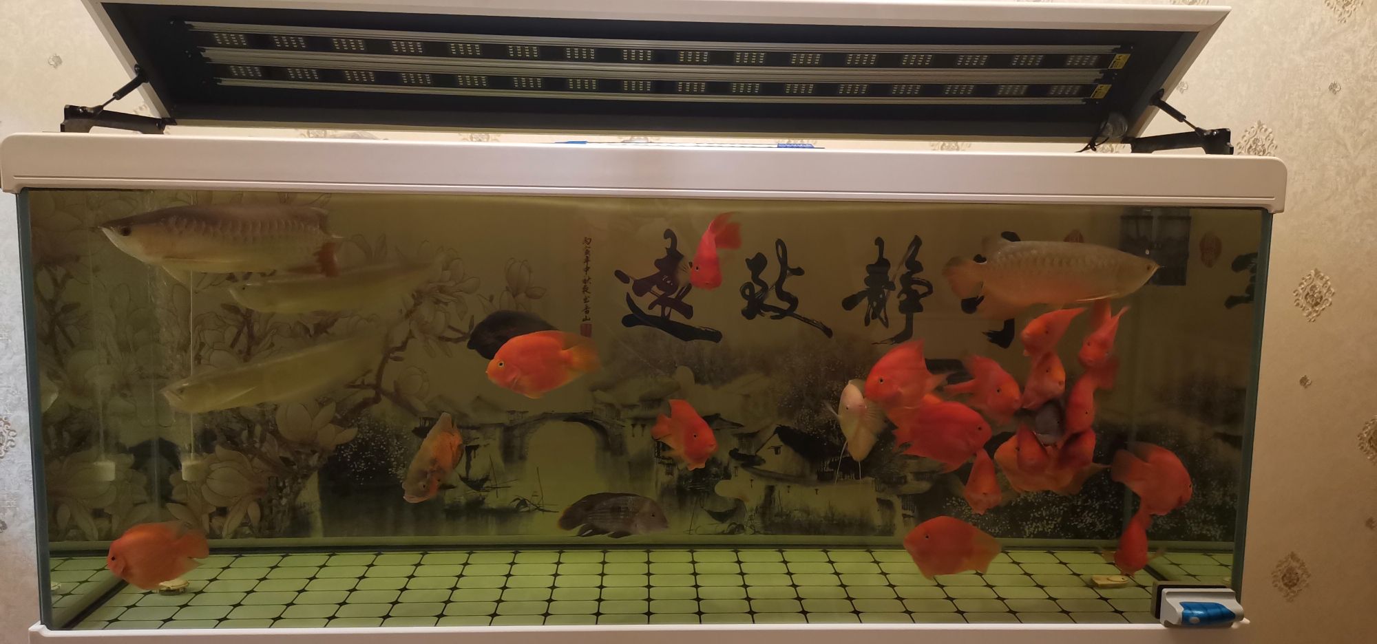 沈陽水族館啥都沒加水就這個(gè)顏色了 養(yǎng)魚的好處 第1張