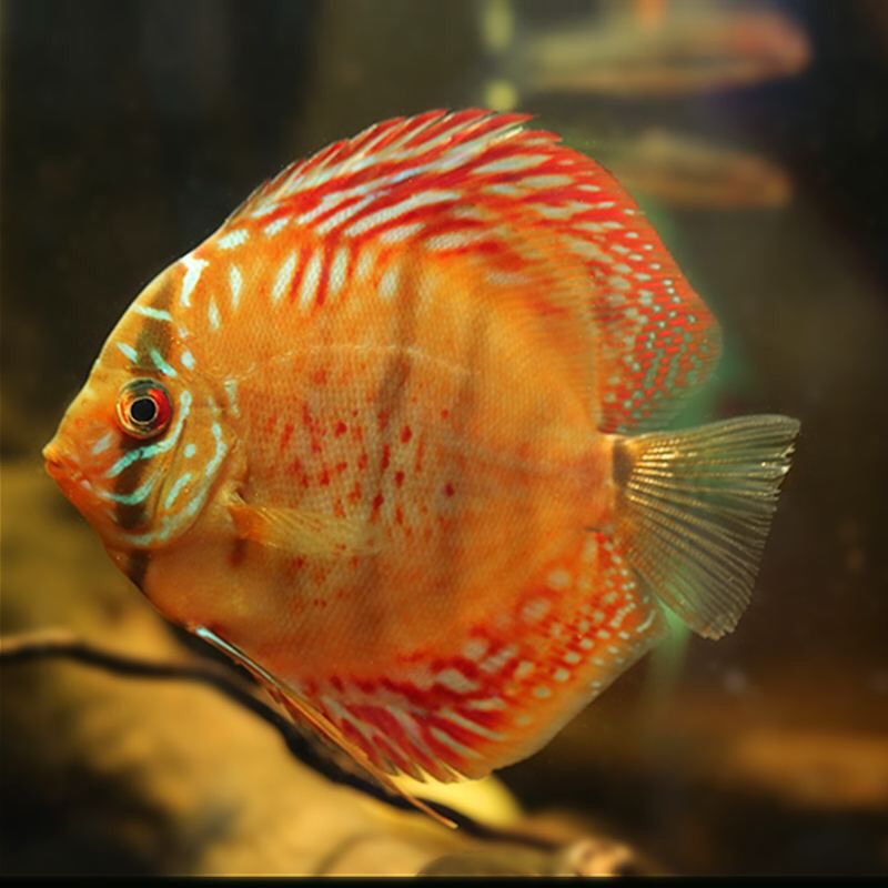 舟山觀賞魚市場水中貴族一 觀賞魚市場（混養(yǎng)魚） 第3張