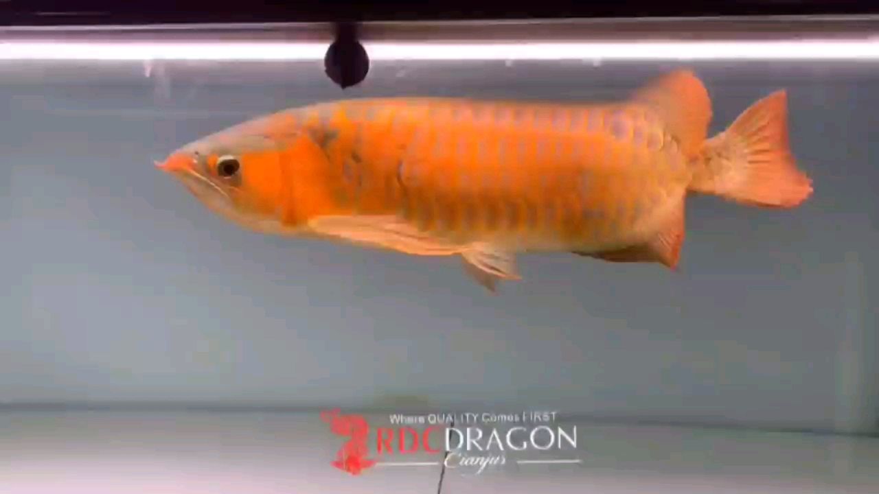 母魚全滿片 噴點(diǎn)菠蘿魚 第1張