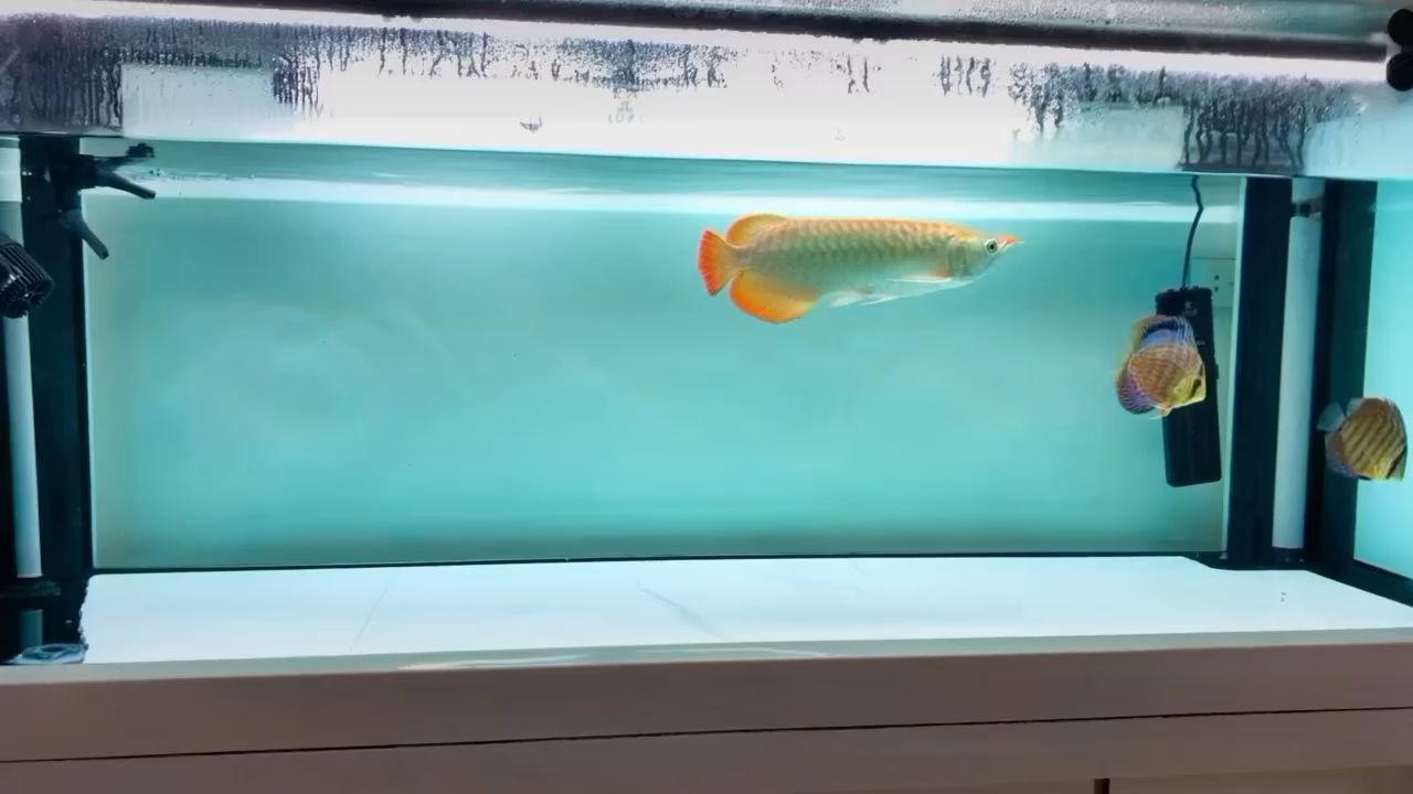 嘉峪關(guān)水族館養(yǎng)魚人