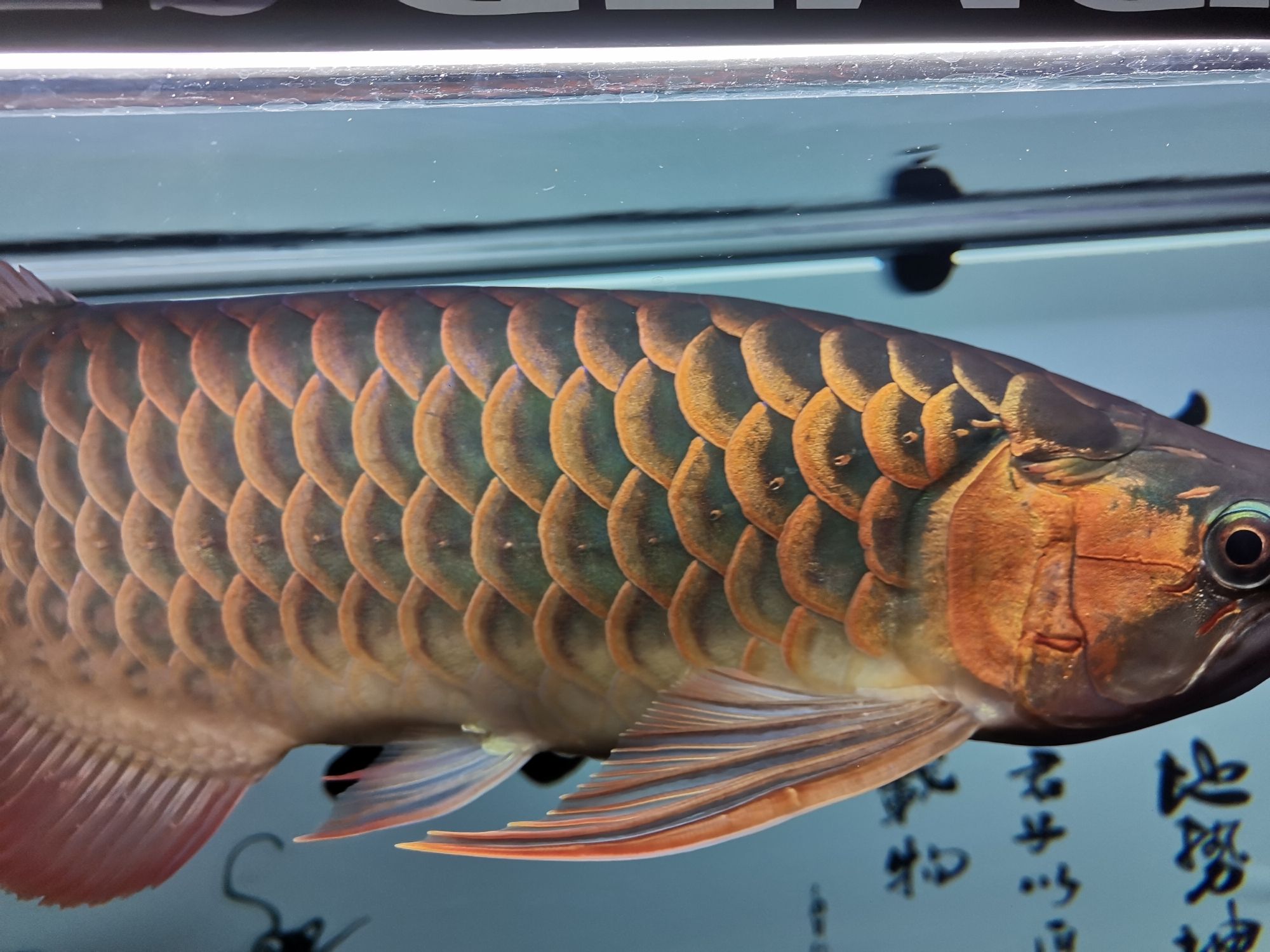 中國加油武漢加油龍顛加油 圣菲埃及魚 第2張