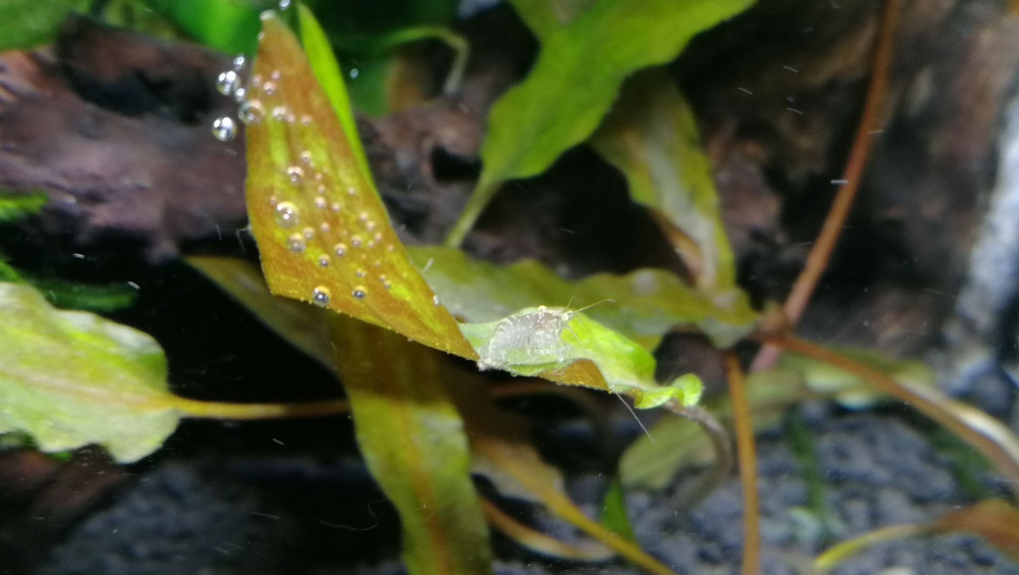 襄樊觀賞魚市場我的暴力開缸新缸新水直接丟魚丟蝦