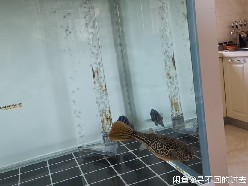 阿拉善盟水族館皇冠狗頭