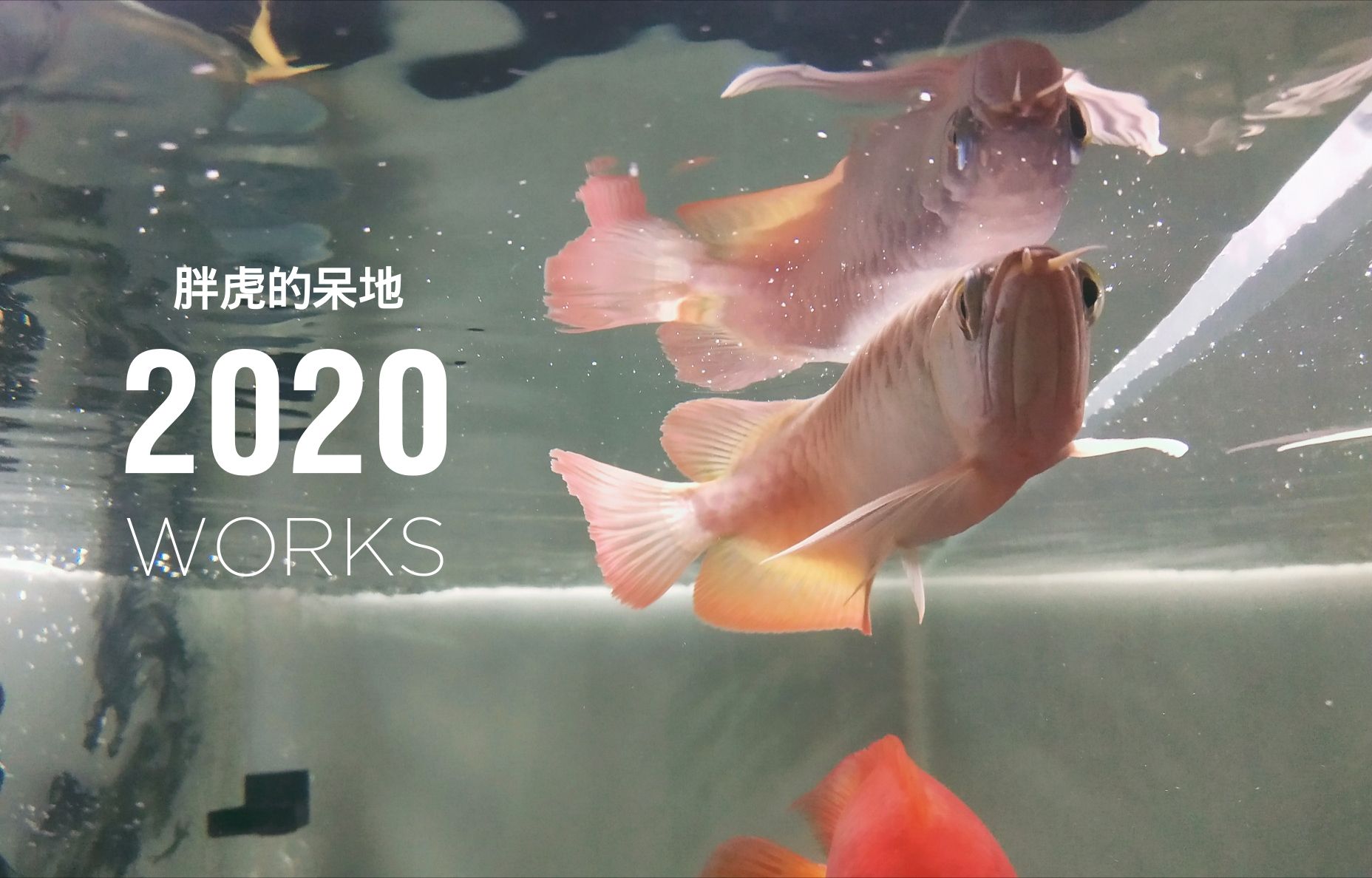 秦皇島水族館小紅龍到家一個(gè)月拍照留念