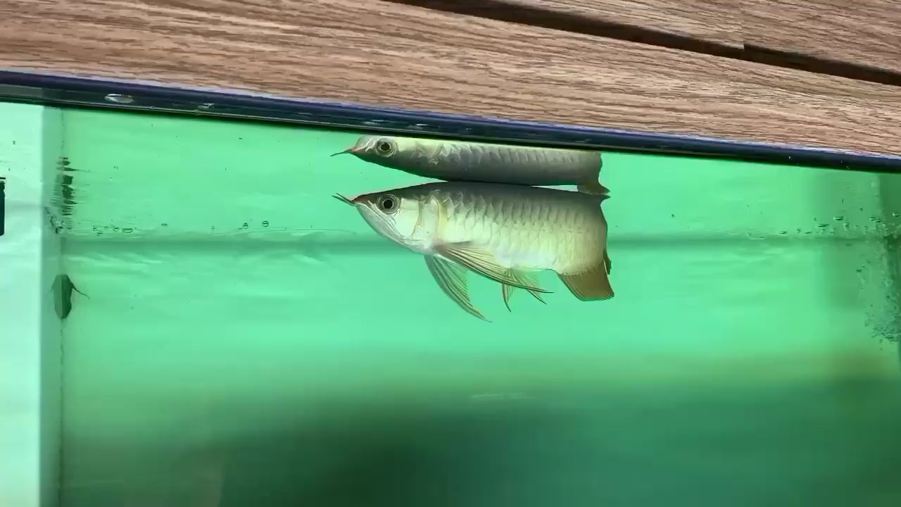 葫蘆島水族館在售6號限量