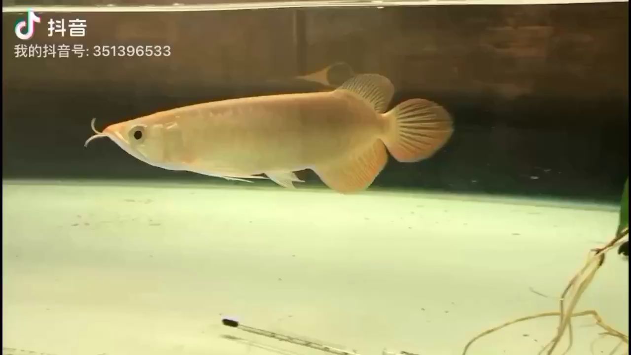 湛江觀賞魚市場減密太多顧不上了