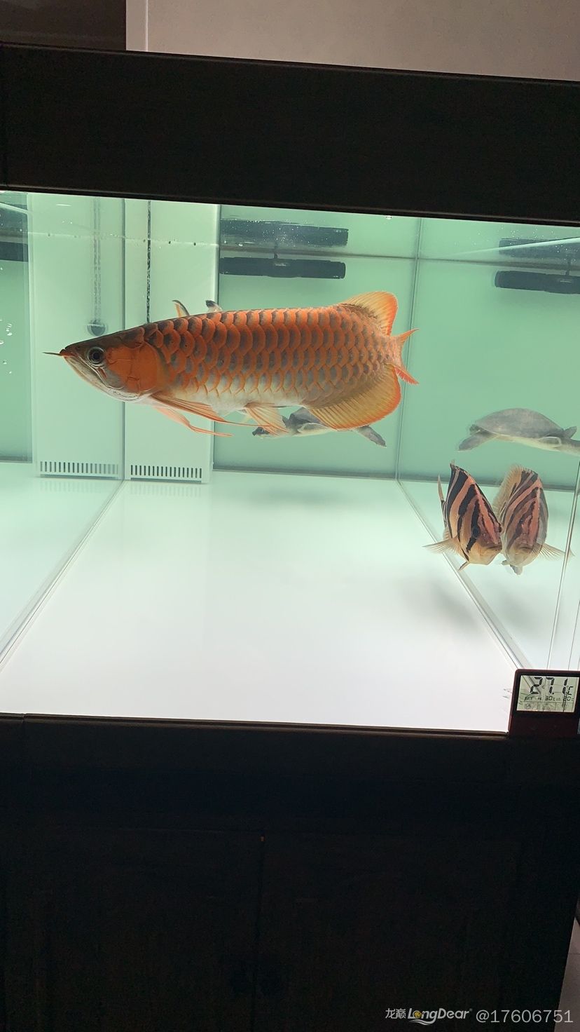 常州水族館互粉點(diǎn)贊 黑帝王魟魚 第2張