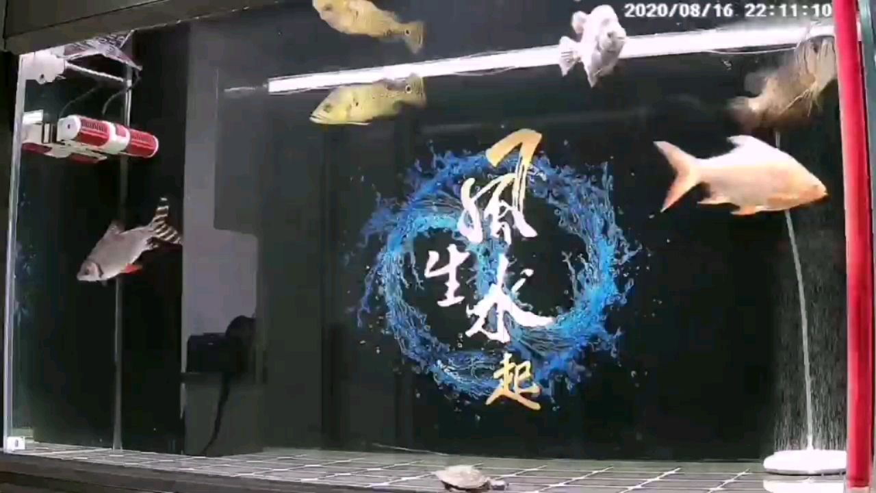 夜晚的魚缸風(fēng)平浪靜 虎魚魚苗 第1張