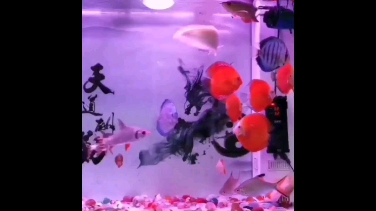 鶴壁水族館紅龍黃龍金龍七彩飛鳳女王