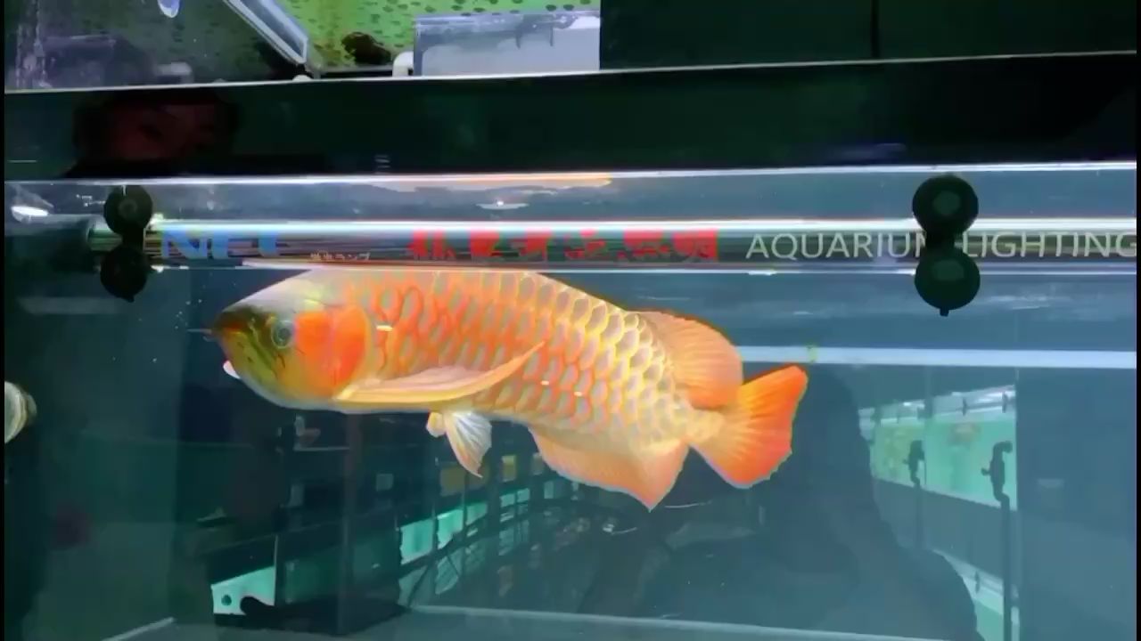 河源觀賞魚市場一紅遮百丑一掉毀所有 觀賞魚市場（混養(yǎng)魚）