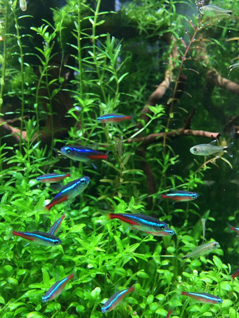 廣州觀賞魚市場記錄開缸兩個月 觀賞魚市場（混養(yǎng)魚） 第5張