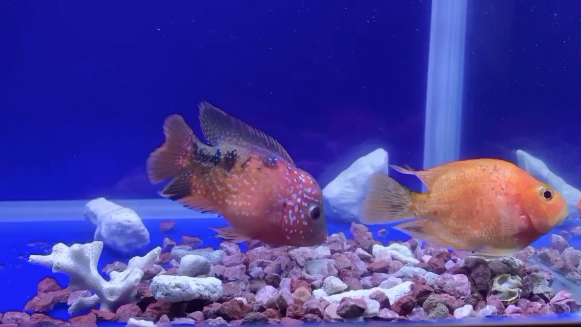 安慶水族館#新人報(bào)道純金花火鳳 紅白錦鯉魚 第1張