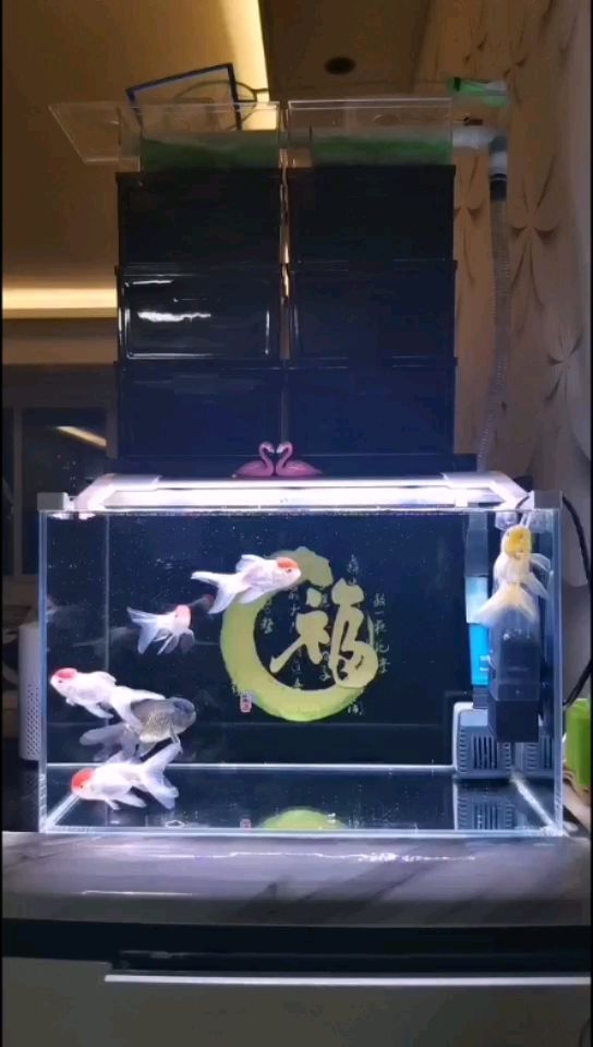 添了兩條魚