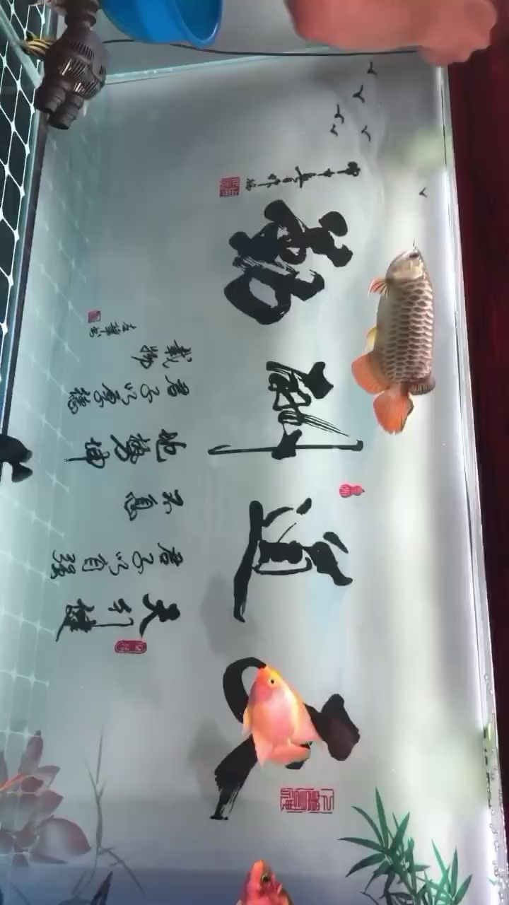 餓了一周了今天換活食總算開口了 黑金魟魚 第1張