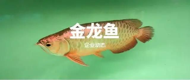 金龍魚的歷史（金龍魚品牌的歷史） 龍魚百科 第1張