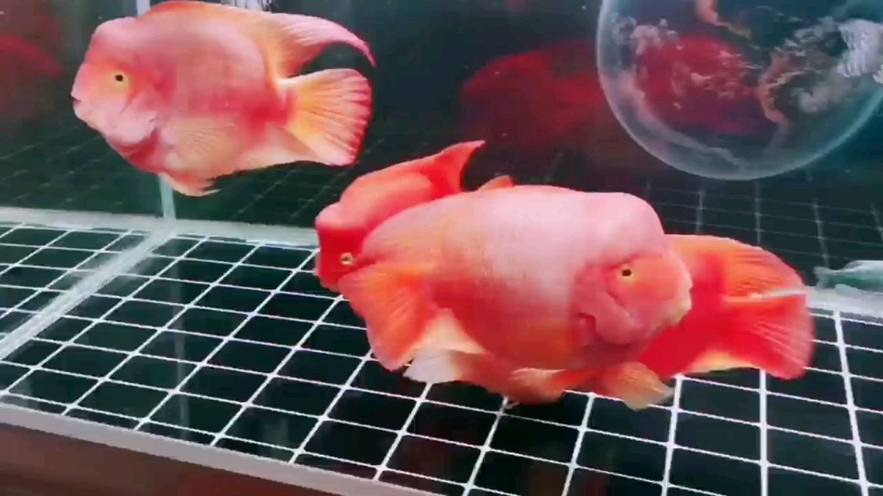 廊坊水族館報(bào)到 觀賞龜/鱉飼料