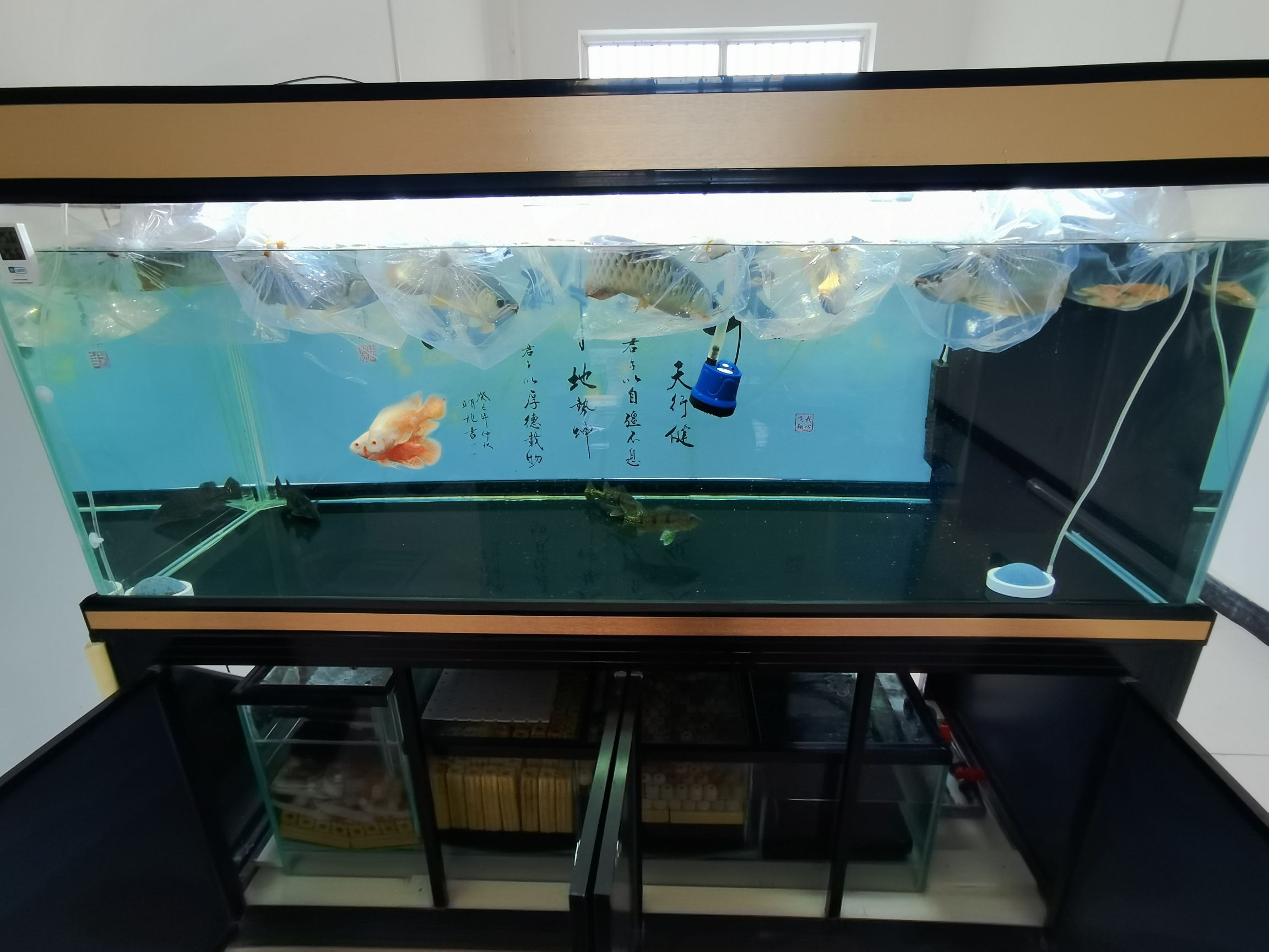 龍魚搬新家 觀賞龜/鱉飼料 第2張