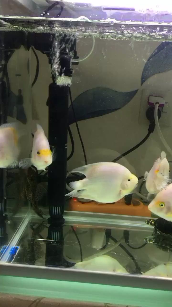 和田水族館新手養(yǎng)白玉鸚鵡魚和黃頭龜 烏龜