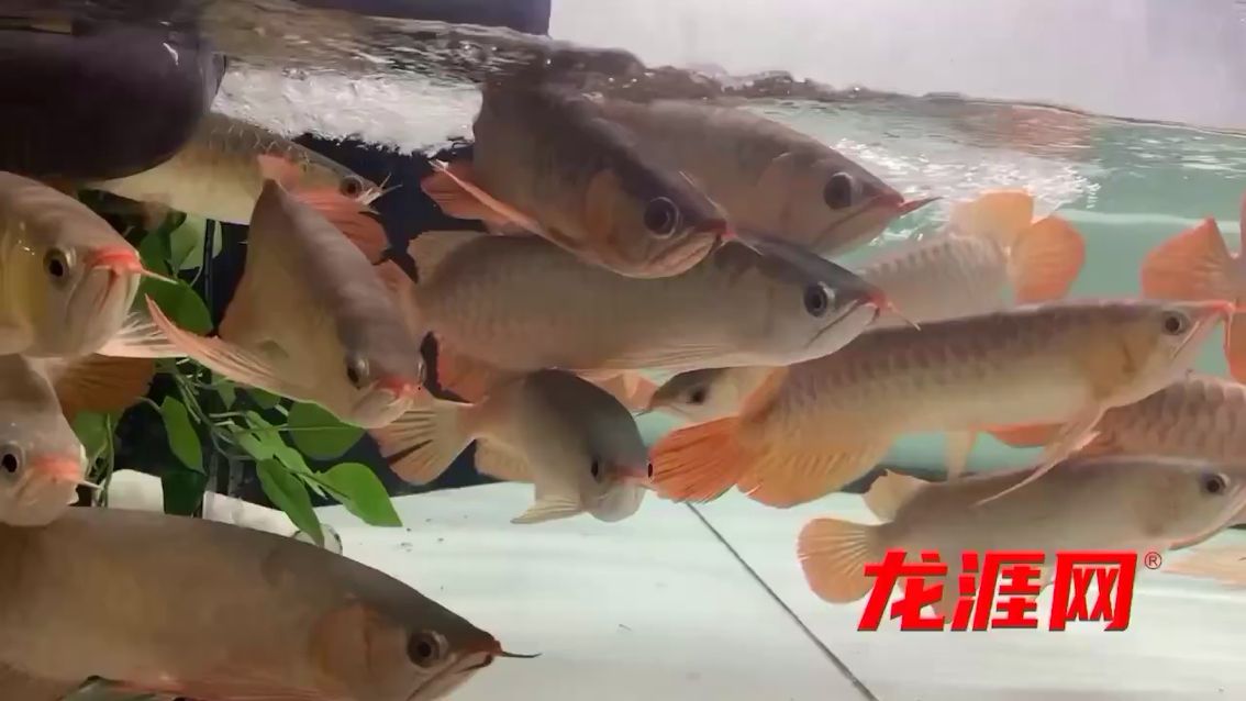 天水水族館早起喂食 紅龍專用魚糧飼料