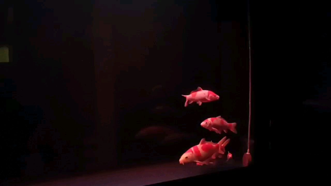 克拉瑪依水族館始于紅白忠于紅白