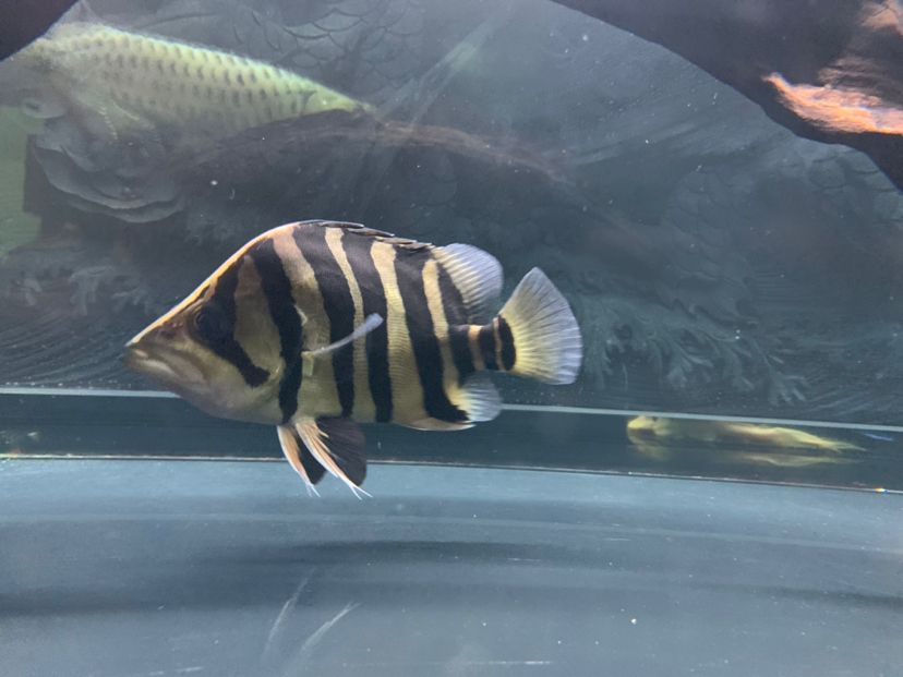 哈密水族館黑缸也很明 白子紅龍魚 第1張