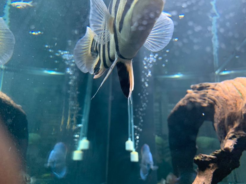 哈密水族館黑缸也很明 白子紅龍魚 第3張