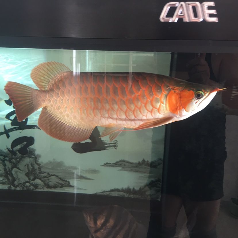 冬天可以讓魚曬曬自然陽光 祥龍傳奇品牌魚缸 第4張