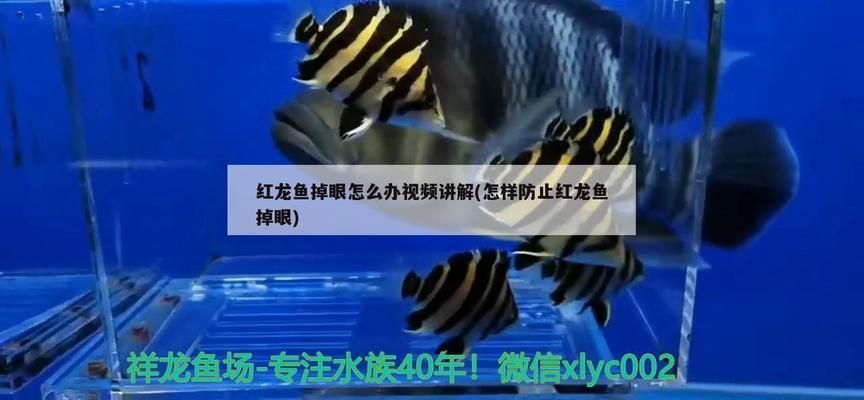 紅龍魚什么時候容易掉眼（如何改善紅龍魚掉眼的緊急處理方法）