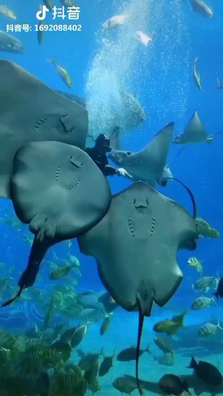 遼陽水族館萌翻人的鰩魚