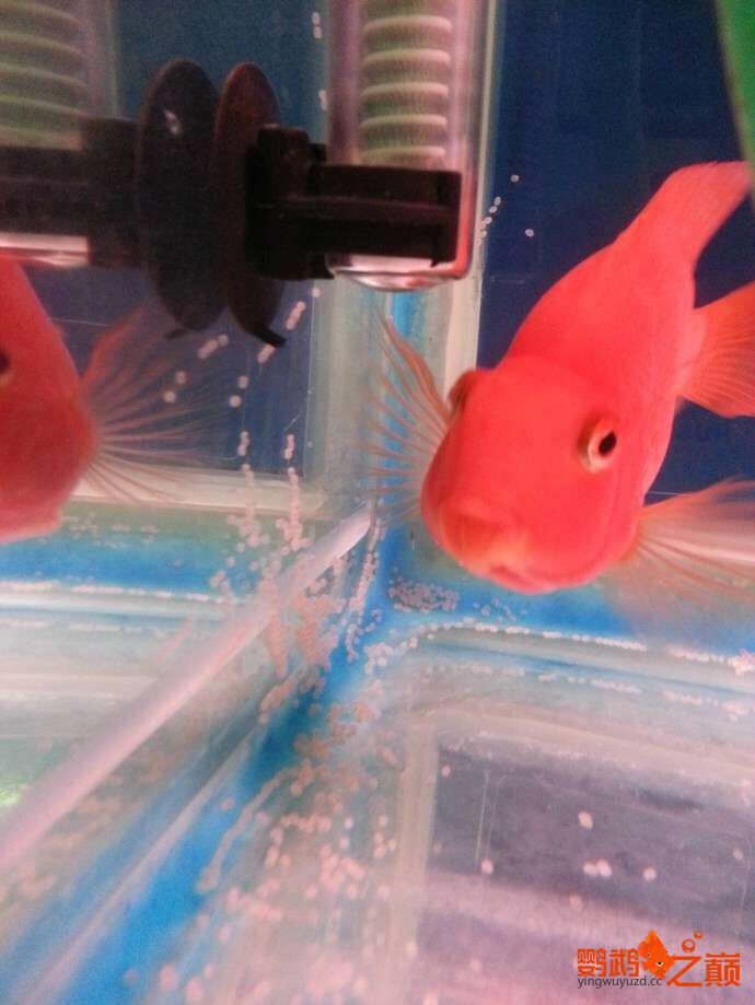 黔東南苗族侗族自治州水族館鸚鵡魚產(chǎn)卵怎么辦 鸚鵡魚 第1張