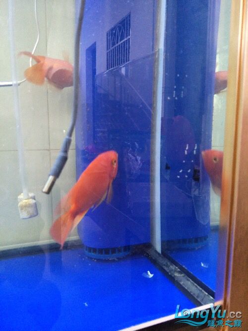 黔東南苗族侗族自治州水族館鸚鵡魚產(chǎn)卵怎么辦 鸚鵡魚 第2張