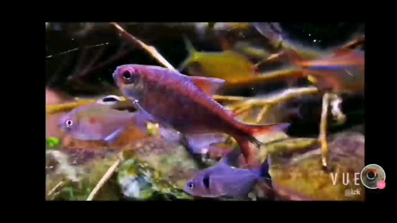 紅月可卡 泰國(guó)虎魚 第1張