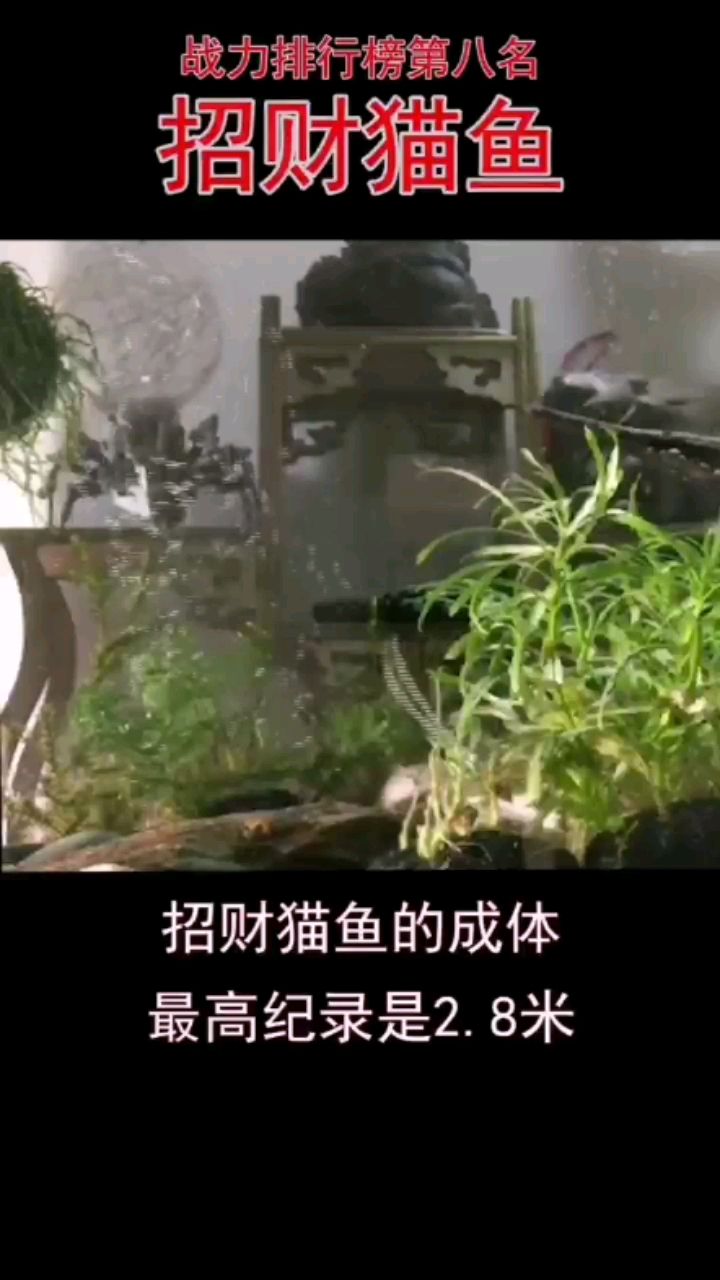 黃石觀賞魚市場觀賞魚戰(zhàn)力排行榜