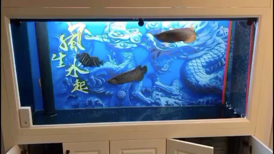 錫林郭勒盟水族館紅龍用燈 高背金龍魚 第1張