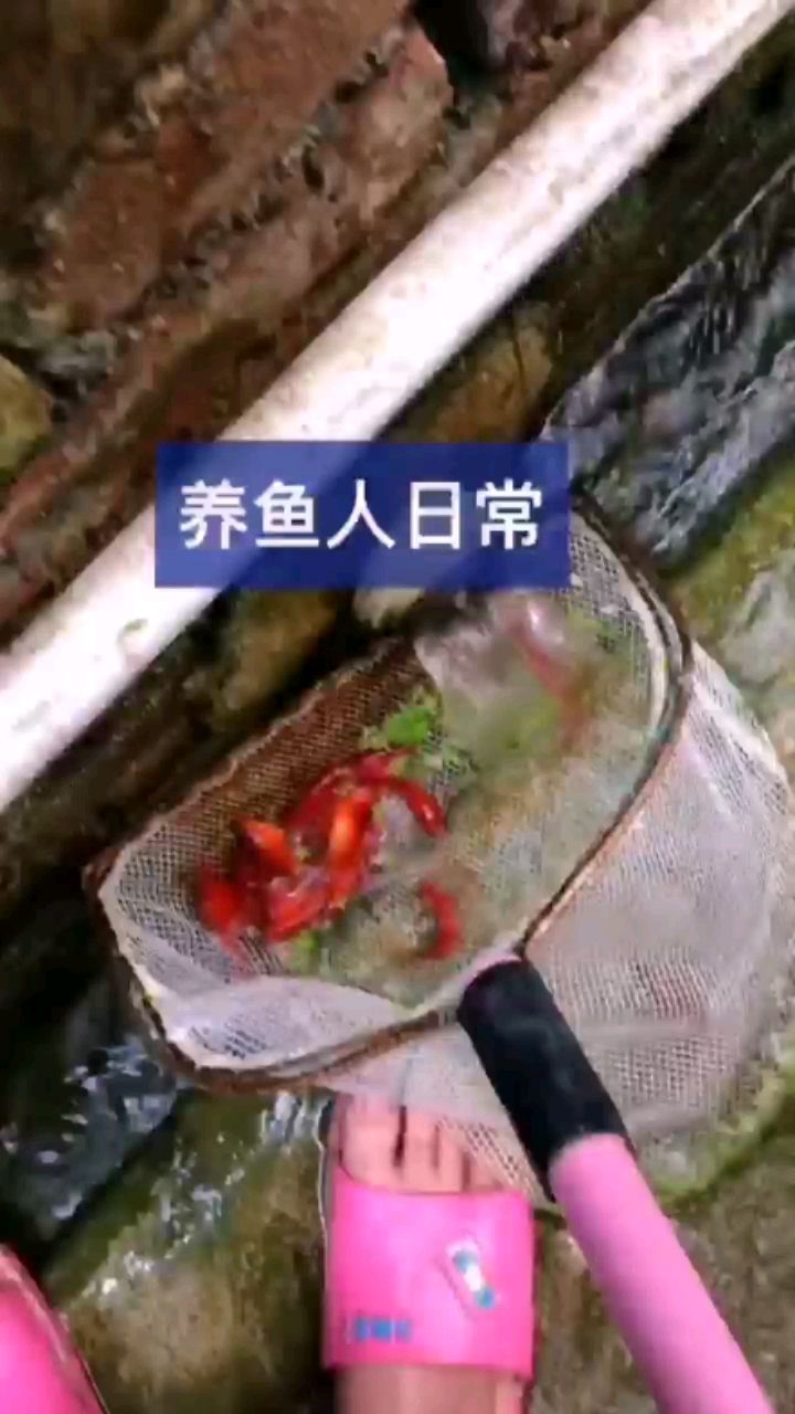 紅彤彤的魚出欄了 夢幻雷龍魚 第2張