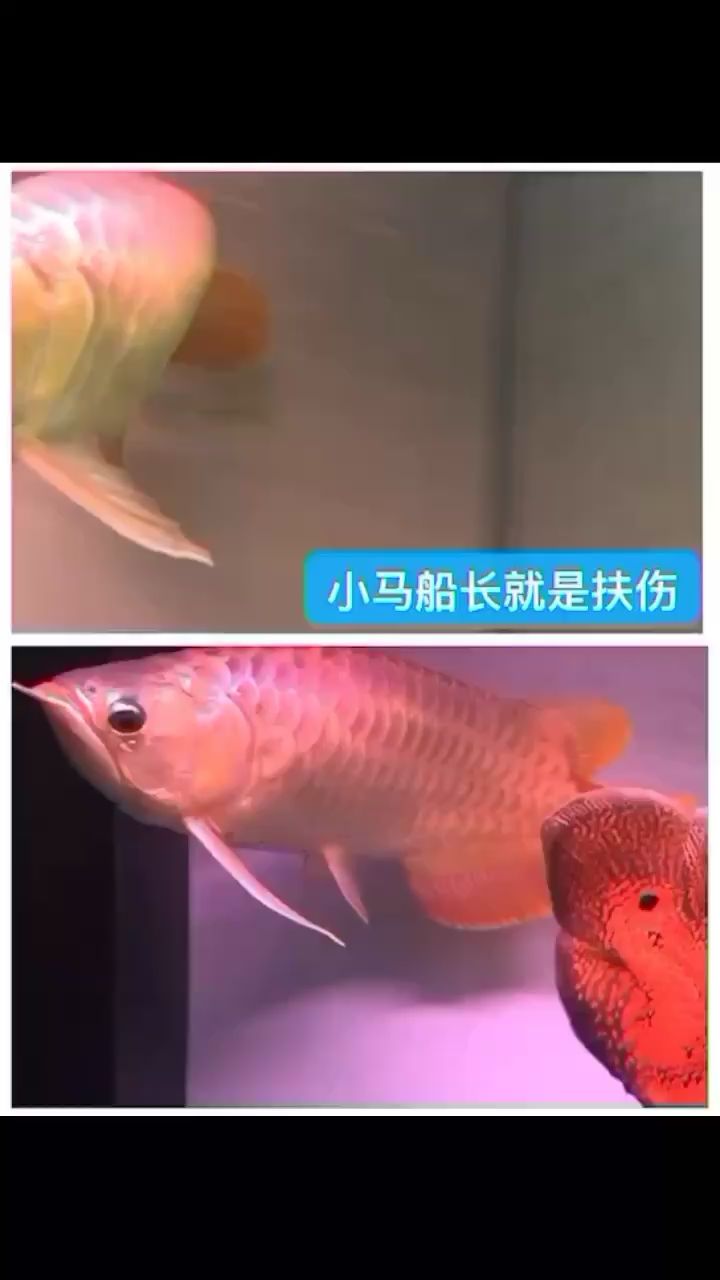 不用藥就換水一個月慢慢就好了 夢幻雷龍魚 第1張