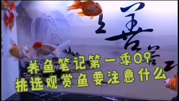 挑選觀賞魚時要注意什么