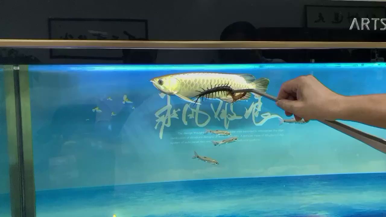 滁州水族館這條金龍有點猛