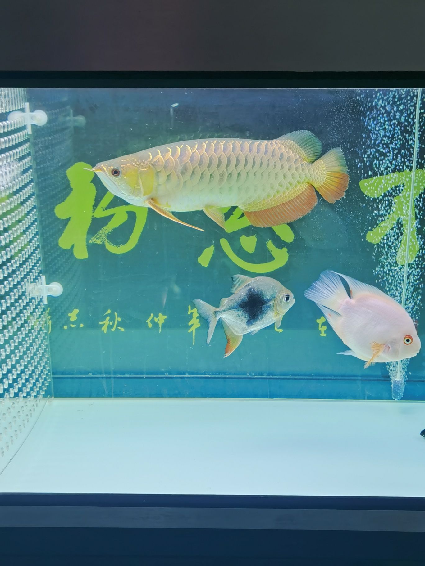 來一組我缸里的愛魚 祥龍超血紅龍魚 第9張