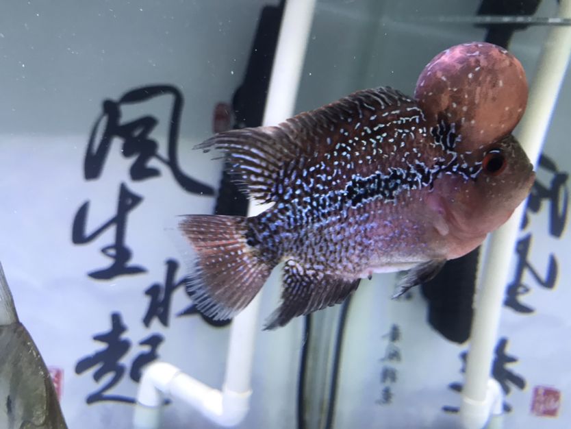 泰州水族館不是很懂羅漢求告知