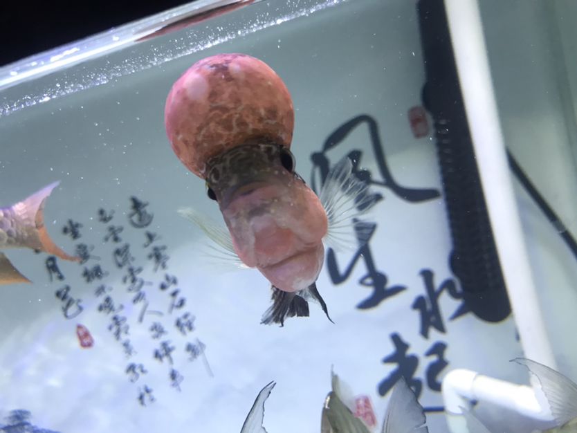 泰州水族館不是很懂羅漢求告知