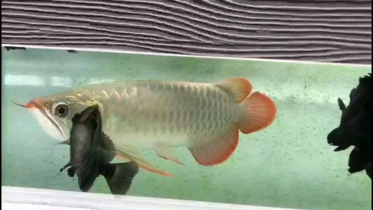 白銀水族館白缸玩紅龍