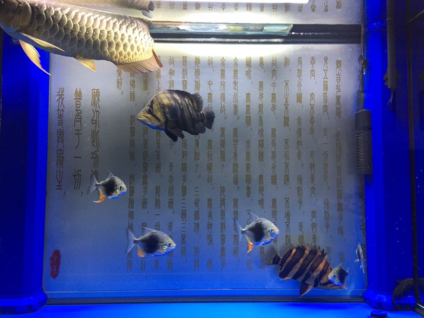 甘孜藏族自治州水族館疫情快結(jié)束吧 白化巴西龜（白巴） 第2張