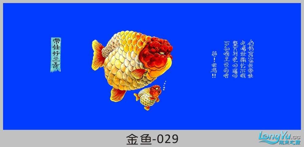 一組漂亮的金魚背景貼紙欣賞 其他益生菌 第29張