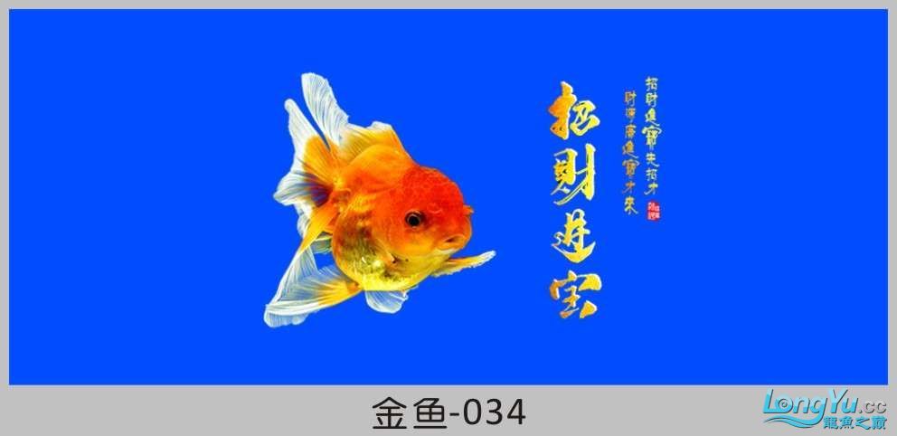 一組漂亮的金魚背景貼紙欣賞 其他益生菌 第34張